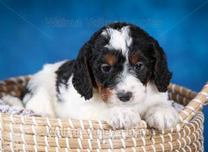 F1B Mini Bernedoodle in Illinois