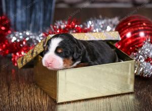 tri-colored female mini bernedoodle near Chicago Illinois