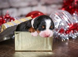 tri-colored female mini bernedoodle near Chicago Illinois