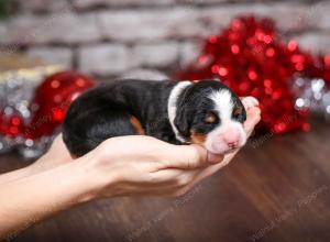 tri-colored female mini bernedoodle near Chicago Illinois