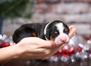 tri-colored female mini bernedoodle near Chicago Illinois