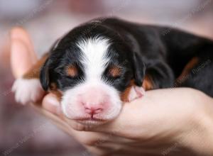 tri-colored female mini bernedoodle near Chicago Illinois