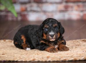 F1B Tiny Bernedoodle in Illinois