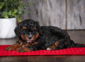 F1B Tiny Bernedoodle in Illinois