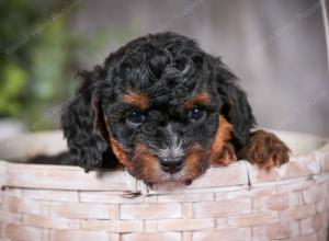 F1B Tiny Bernedoodle in Illinois