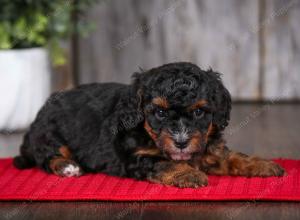 F1B Tiny Bernedoodle in Illinois