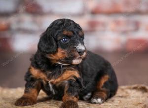 F1B Tiny Bernedoodle in Illinois