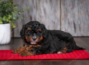 F1B Tiny Bernedoodle in Illinois