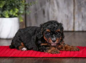 F1B Tiny Bernedoodle in Illinois