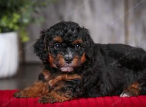 F1B Tiny Bernedoodle in Illinois