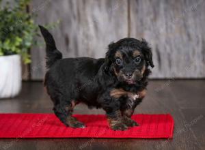 F1B Tiny Bernedoodle in Illinois