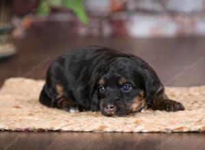 F1B Tiny Bernedoodle in Illinois