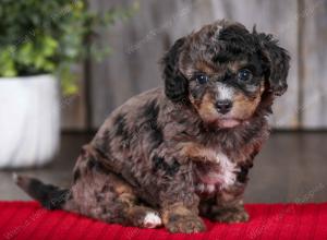 F1B Tiny Bernedoodle in Illinois