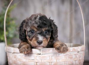 F1B Tiny Bernedoodle in Illinois