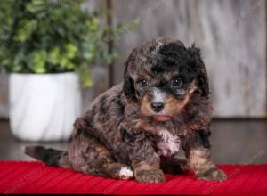 F1B Tiny Bernedoodle in Illinois