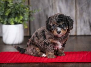 F1B Tiny Bernedoodle in Illinois