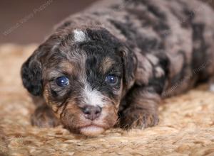 F1B Tiny Bernedoodle in Illinois