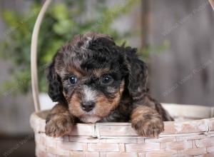 F1B Tiny Bernedoodle in Illinois