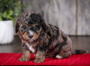 F1B Tiny Bernedoodle in Illinois