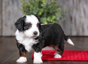 F1B Tiny Bernedoodle in Illinois