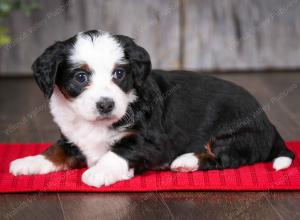 F1B Tiny Bernedoodle in Illinois