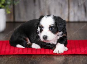 F1B Tiny Bernedoodle in Illinois