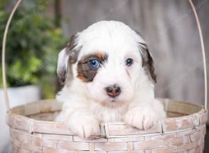 F1B Tiny Bernedoodle in Illinois