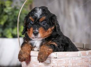 F1B Tiny Bernedoodle in Illinois