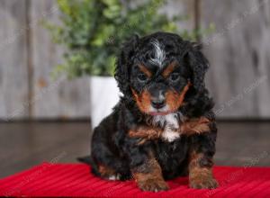 F1B Tiny Bernedoodle in Illinois