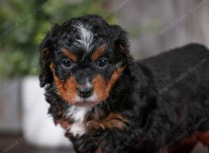 F1B Tiny Bernedoodle in Illinois