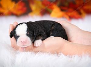 tri-colored female mini bernedoodle near Chicago Illinois