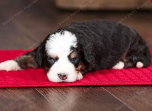 tri-colored female mini bernedoodle near Chicago Illinois