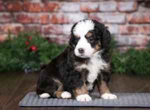 tri-colored female mini bernedoodle near Chicago Illinois