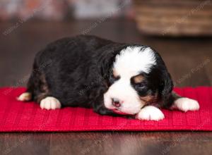 tri-colored female mini bernedoodle near Chicago Illinois