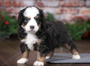 tri-colored female mini bernedoodle near Chicago Illinois