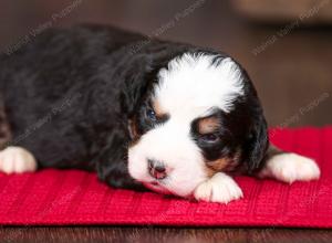 tri-colored female mini bernedoodle near Chicago Illinois