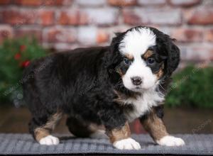 tri-colored female mini bernedoodle near Chicago Illinois