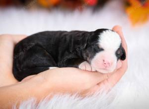 tri-colored female mini bernedoodle near Chicago Illinois