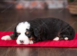 tri-colored female mini bernedoodle near Chicago Illinois