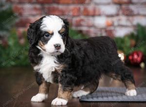 tri-colored female mini bernedoodle near Chicago Illinois