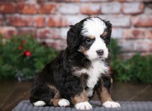 tri-colored female mini bernedoodle near Chicago Illinois