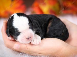 tri-colored male mini bernedoodle near Chicago Illinois