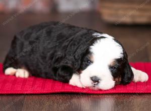 tri-colored male mini bernedoodle near Chicago Illinois