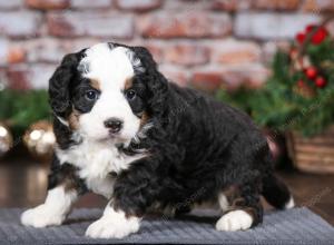 tri-colored male mini bernedoodle near Chicago Illinois