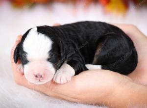 tri-colored male mini bernedoodle near Chicago Illinois