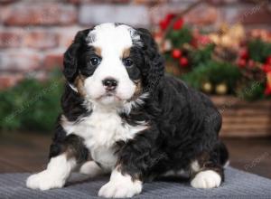 tri-colored male mini bernedoodle near Chicago Illinois