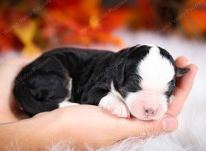 tri-colored male mini bernedoodle near Chicago Illinois