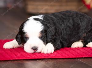 tri-colored male mini bernedoodle near Chicago Illinois