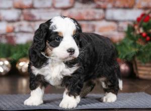 tri-colored male mini bernedoodle near Chicago Illinois