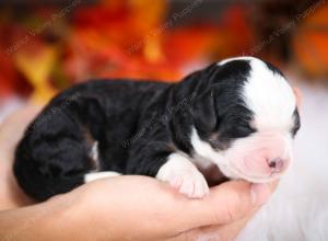 tri-colored male mini bernedoodle near Chicago Illinois